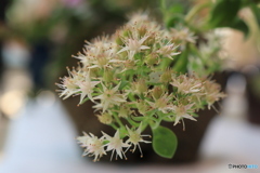 秋の山野草展17