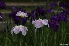 615菖蒲9