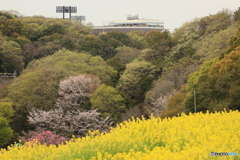 さくらと菜の花