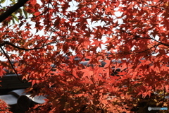 晩秋の好古園23