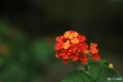 ランタナ