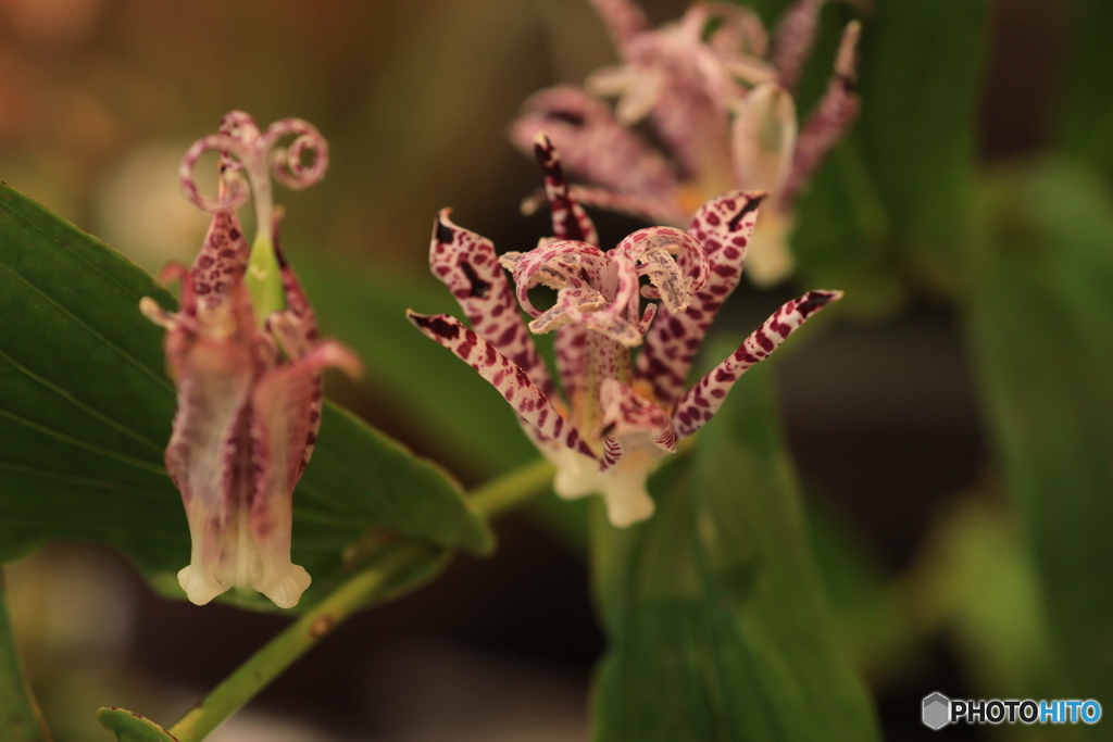 秋の山野草展23