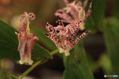 秋の山野草展23