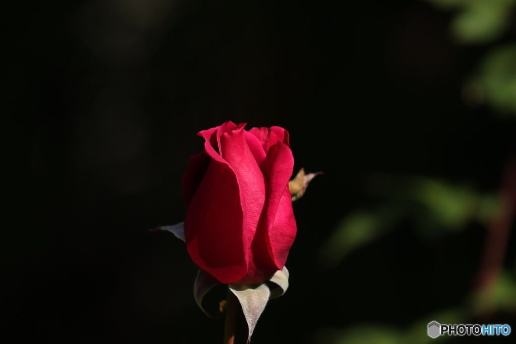 冬のピンクのバラ