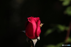 冬のピンクのバラ