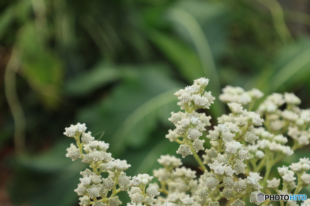 White Flower