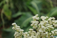 White Flower