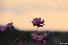 夕陽とコスモス