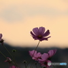 夕陽とコスモス
