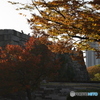 城壁と紅葉