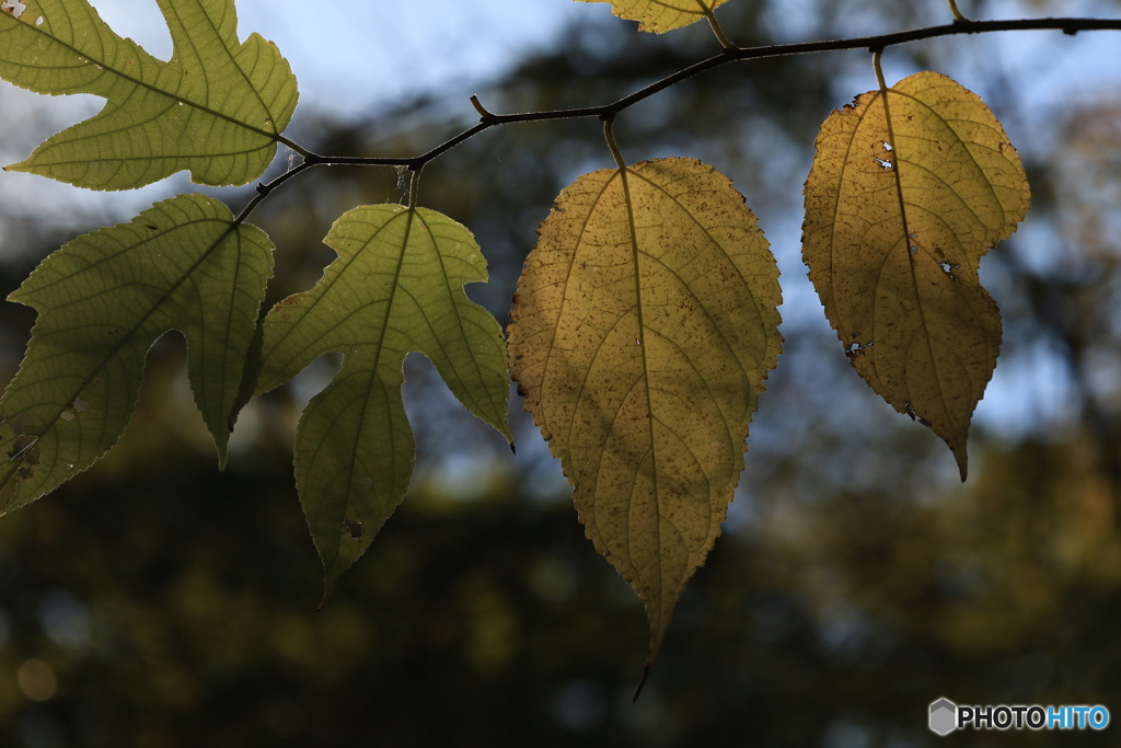森からの便り12
