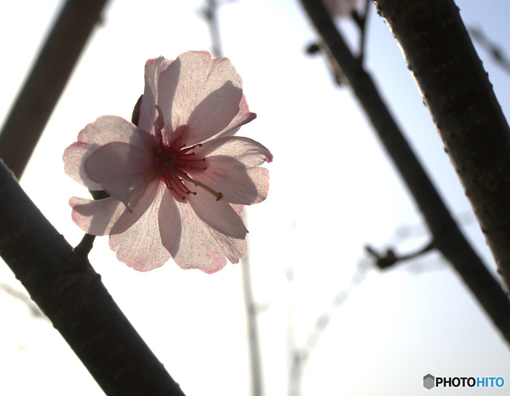 オフィスで開花