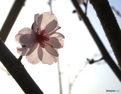 オフィスで開花