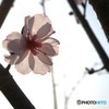 オフィスで開花