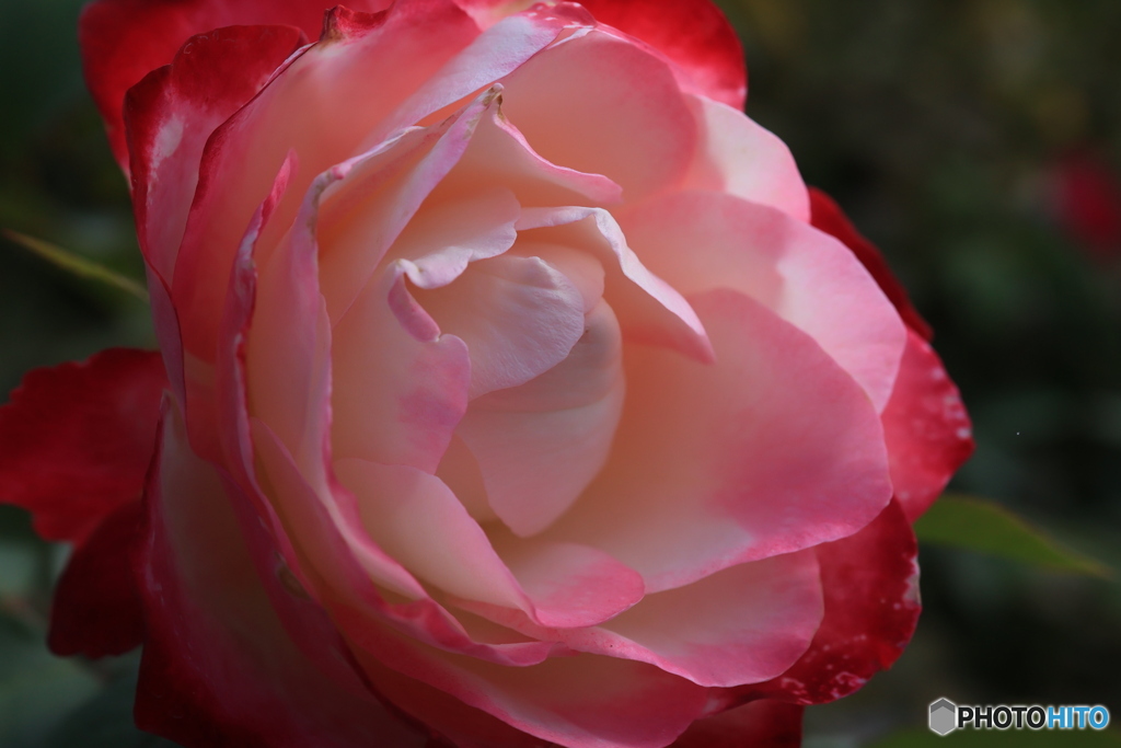 秋のバラ観賞会