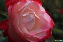 秋のバラ観賞会