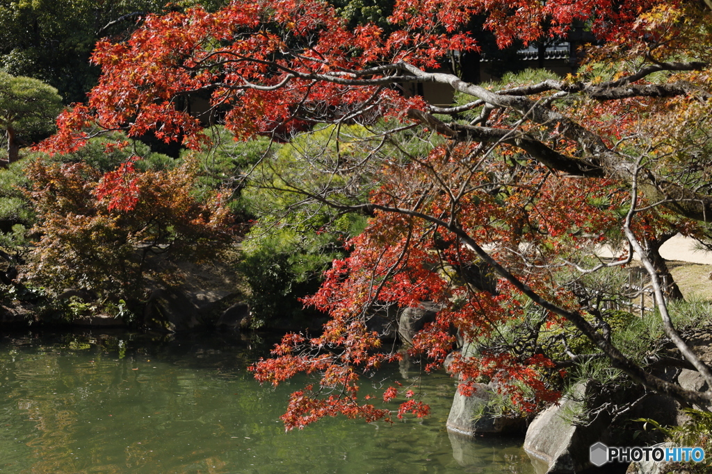 晩秋の相楽園4
