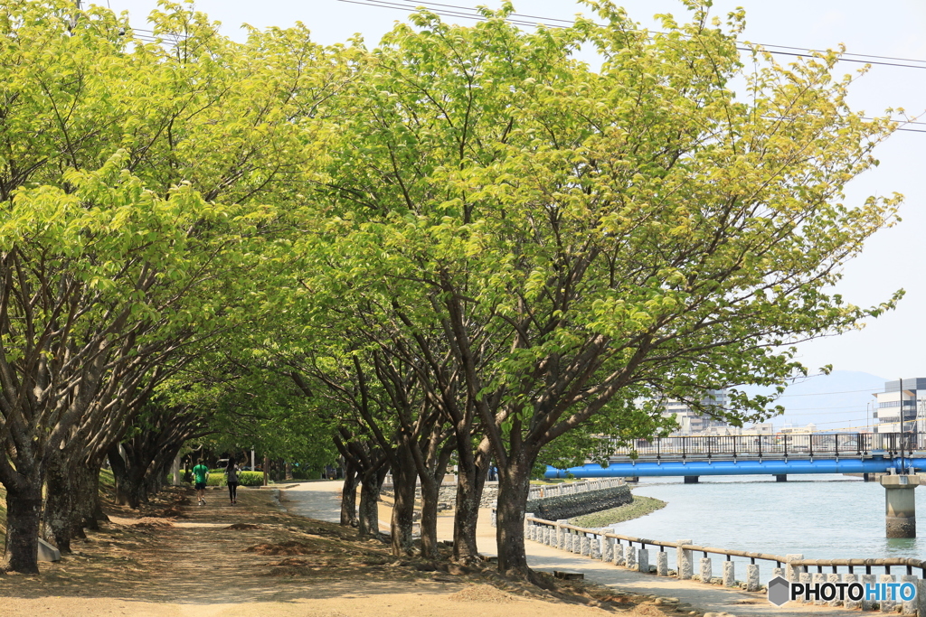 蜂須賀桜