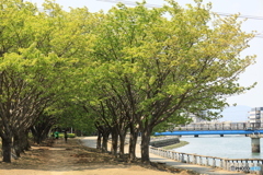 蜂須賀桜