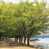 蜂須賀桜