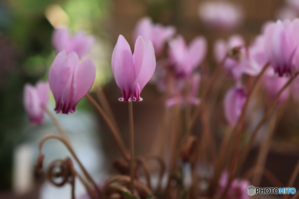 秋の山野草展29