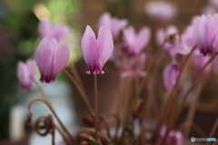 秋の山野草展29