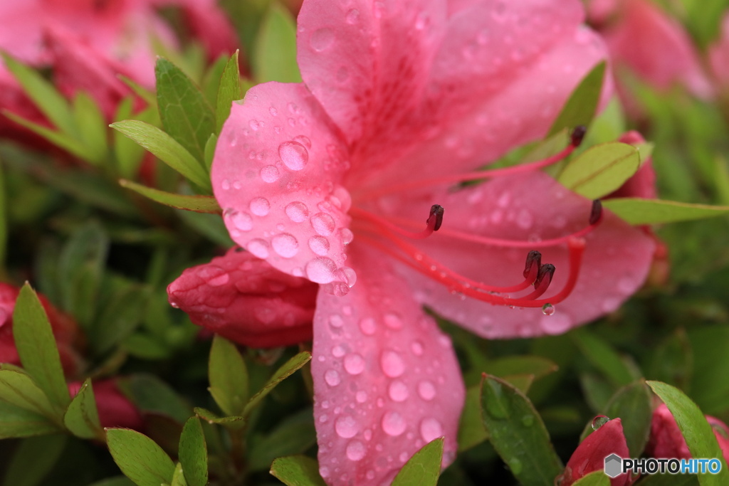 ツツジと雫