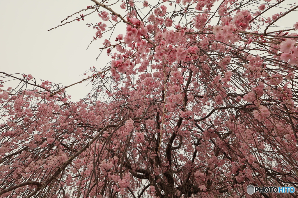 しだれ桜2