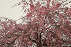 しだれ桜2