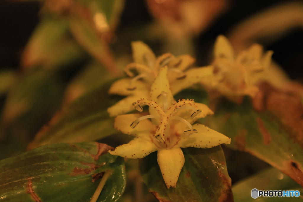 秋の山野草展12