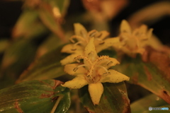 秋の山野草展12