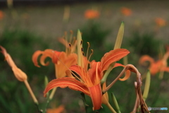 ノカンゾウ5 ノカンゾウ5