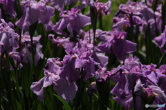 621菖蒲12