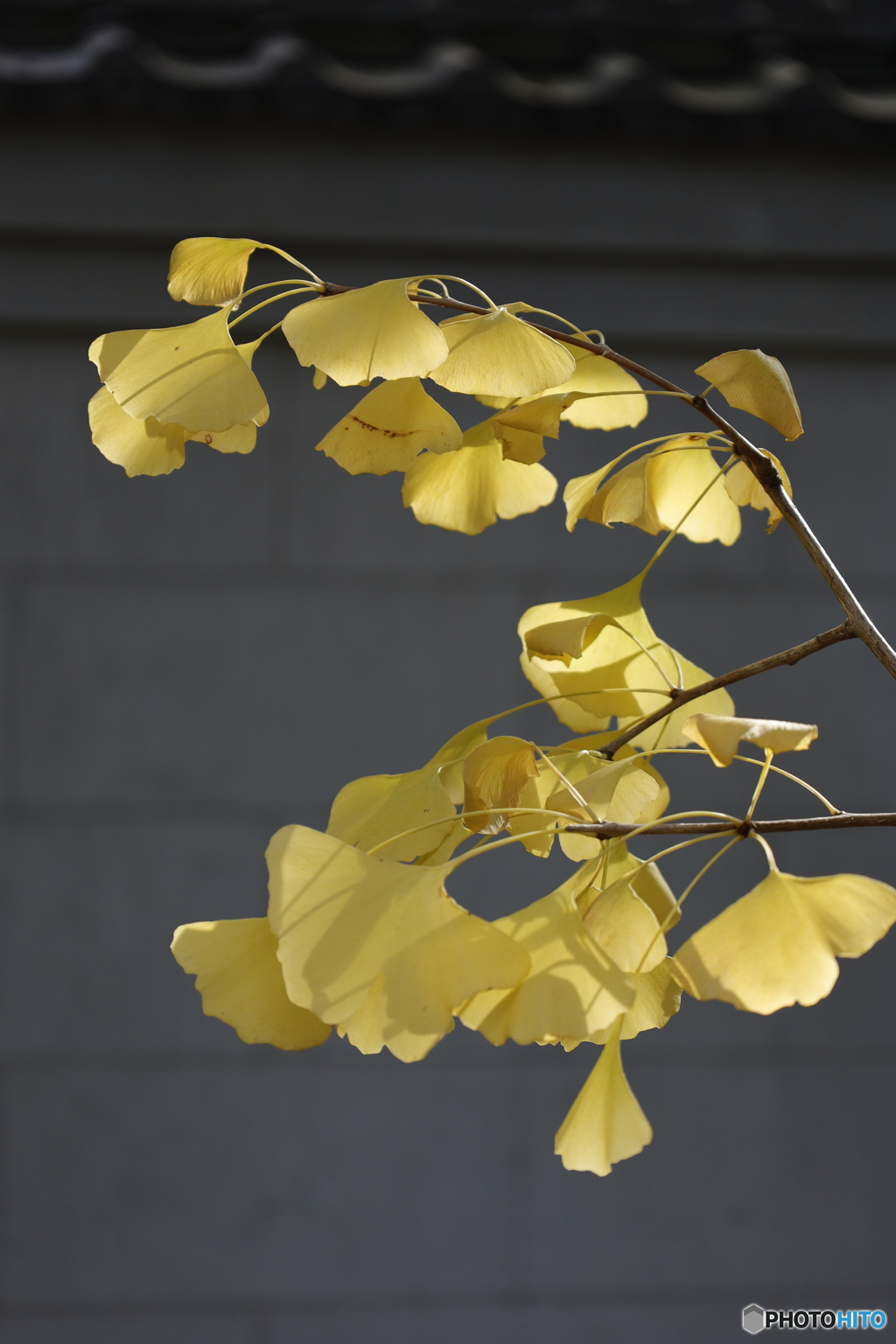 晩秋の相楽園31