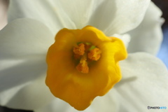 スイセンをアップで