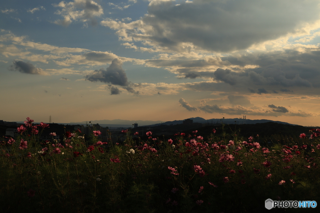 夕陽とコスモス13