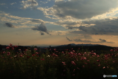 夕陽とコスモス13