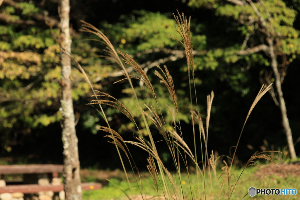 若いススキ