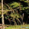 若いススキ