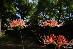 彼岸花2