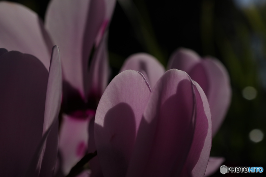 朝日にシクラメン4