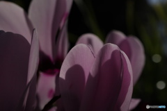 朝日にシクラメン4