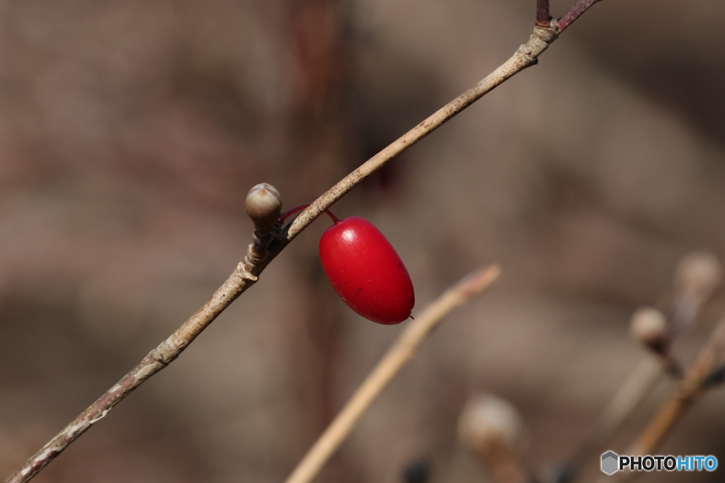 サンシュユの実