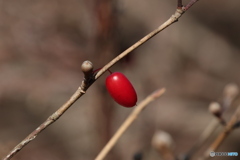 サンシュユの実