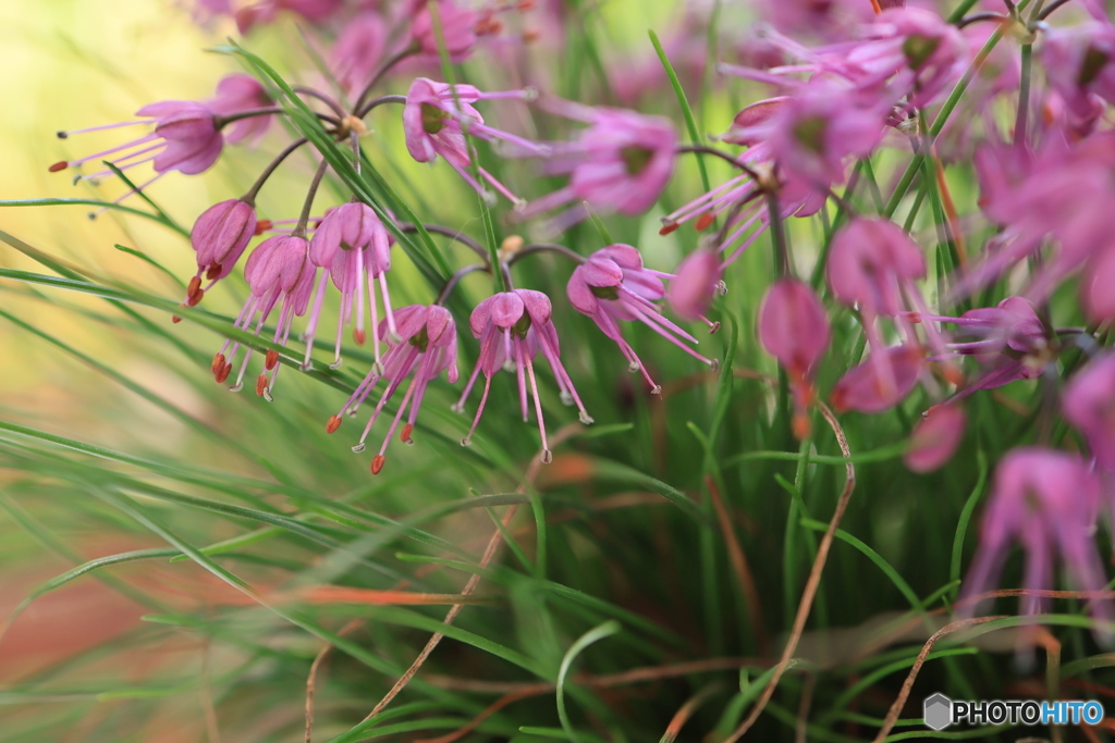 秋の山野草展33