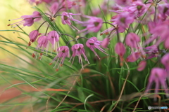 秋の山野草展33