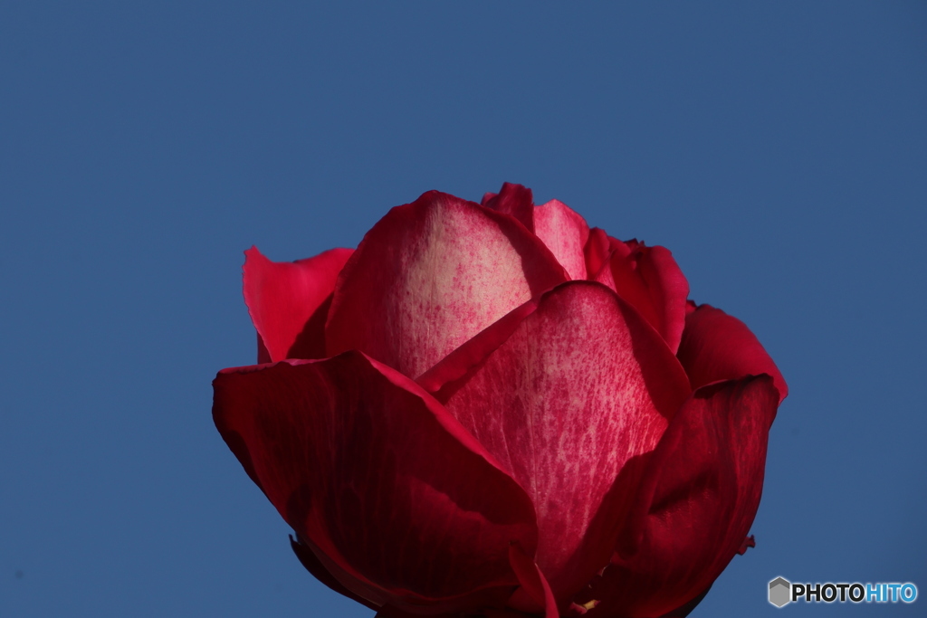 薔薇をアップで2