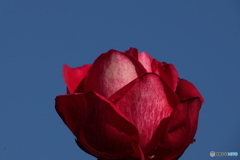 薔薇をアップで2