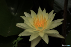 睡蓮