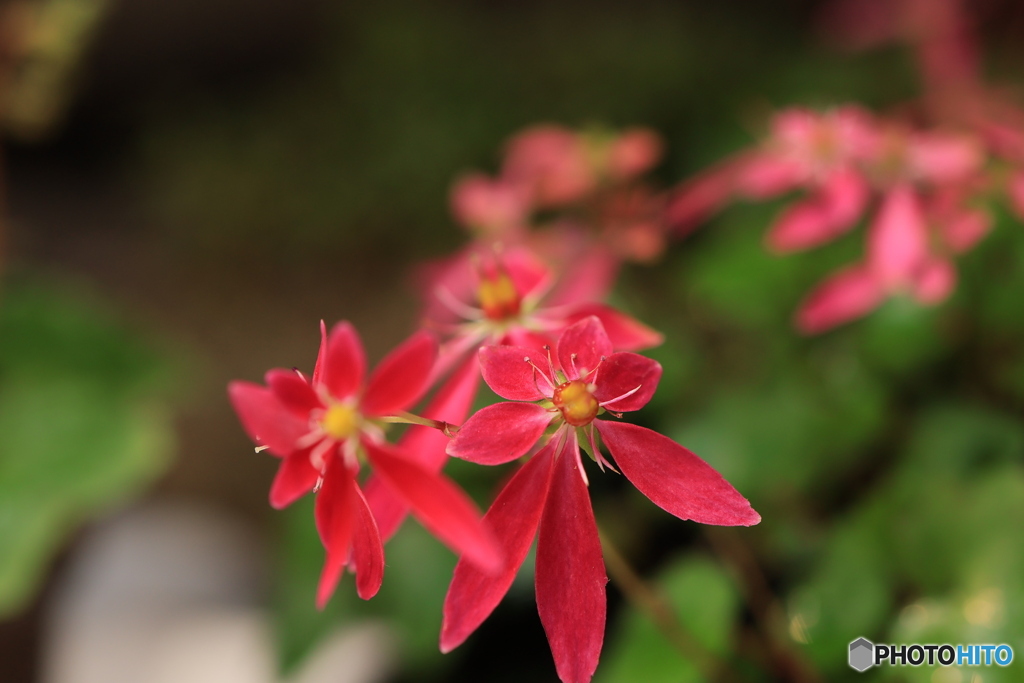 秋の山野草展26